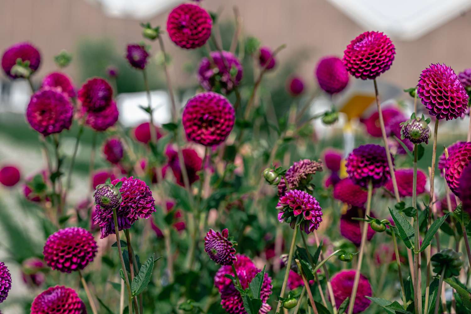 Daalia 'Downham Royal'